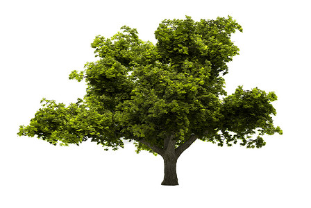 孤立树枝条种子叶子小枝绿色植物树叶木头植被环境背景图片