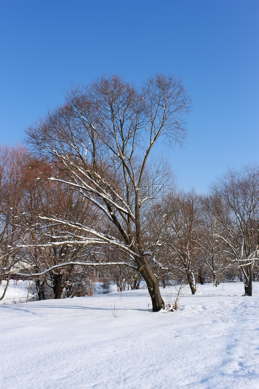 城市公园中被雪覆盖的树木图片