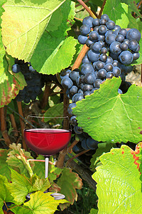 葡萄酒葡萄园藤蔓葡萄酒吧餐厅酒店种植白酒水果杂志背景图片