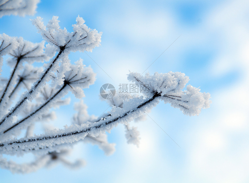 冬季风景雪花雪堆天空场景蓝色森林白色树木季节旅行图片