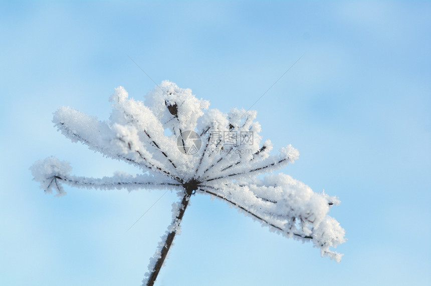 冬季风景场景仙境雪花森林雪堆白色树木季节蓝色天空图片