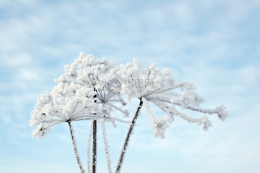 冬季风景蓝色场景季节森林雪花旅行天空白色雪堆树木图片