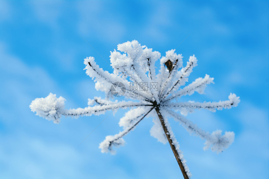 冬季风景天空场景树木旅行仙境白色雪堆蓝色季节雪花图片