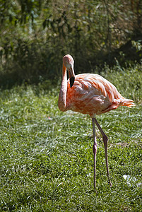 火烈哥动物群公园动物情调绿色森林红色粉色树木羽毛高清图片