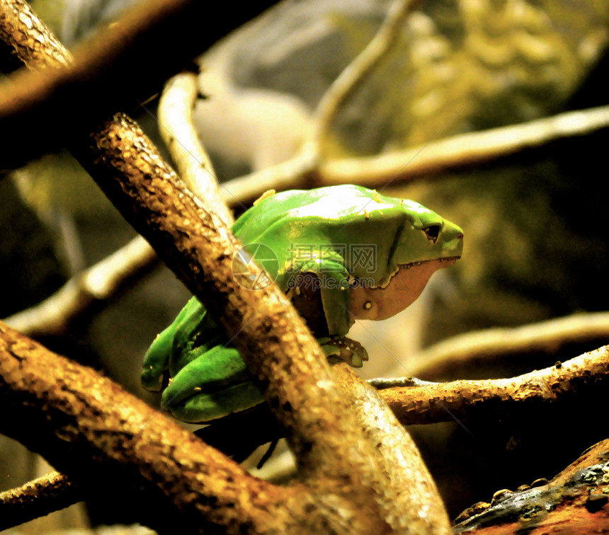 绿青蛙爬虫绿色树叶动物群叶子动物蜥蜴图片