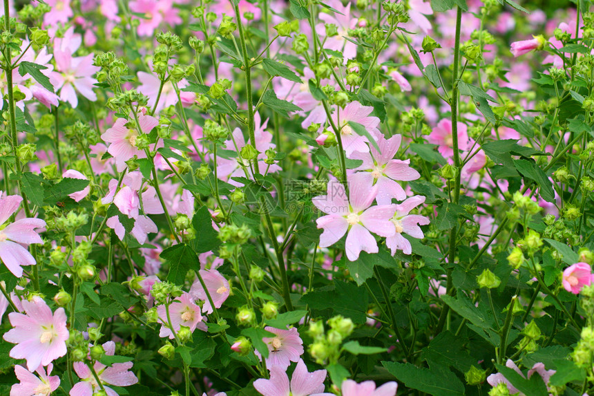 粉红春花紫色白色新娘花束季节性天空粉色花店公园绿色图片