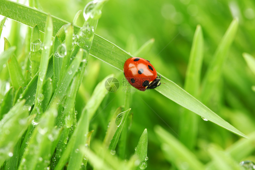 草地上的虫野生动物液体花园雨滴生活生长季节场地阳光昆虫图片