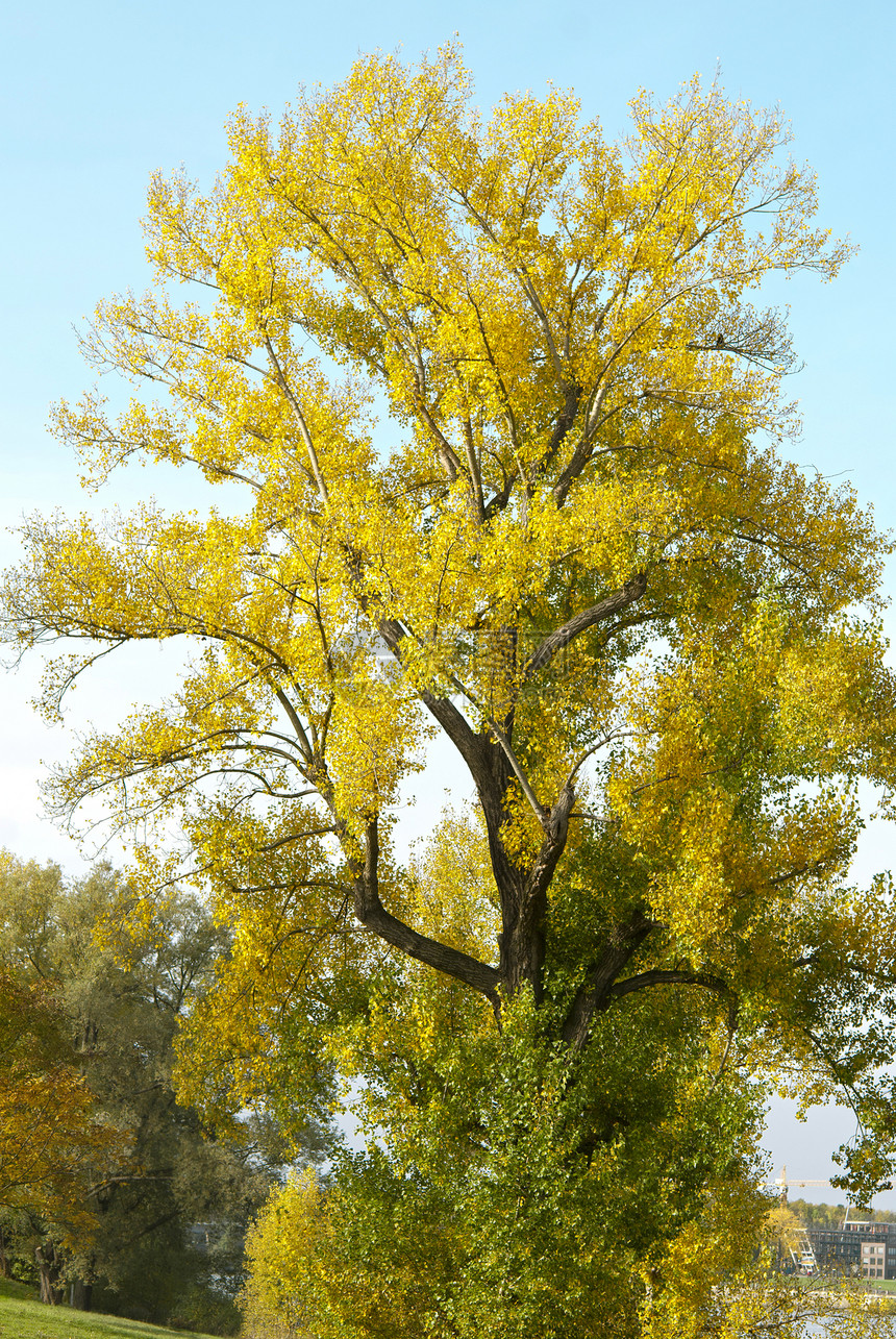 秋树树植物群公园晴天植物天空蓝色叶子太阳森林黄色图片