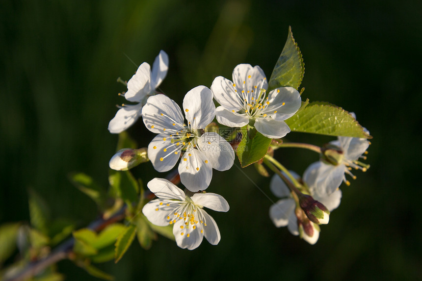 樱花枝植物自然季节花瓣花园白色叶子植物群生长绿色图片