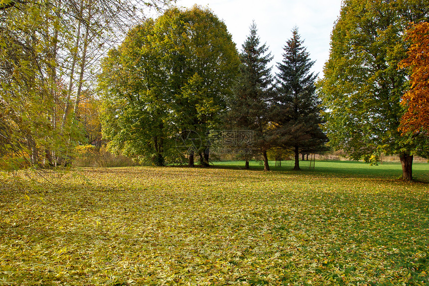 在公园的秋天叶子场景阳光晴天季节黄色绿色森林树木木头图片