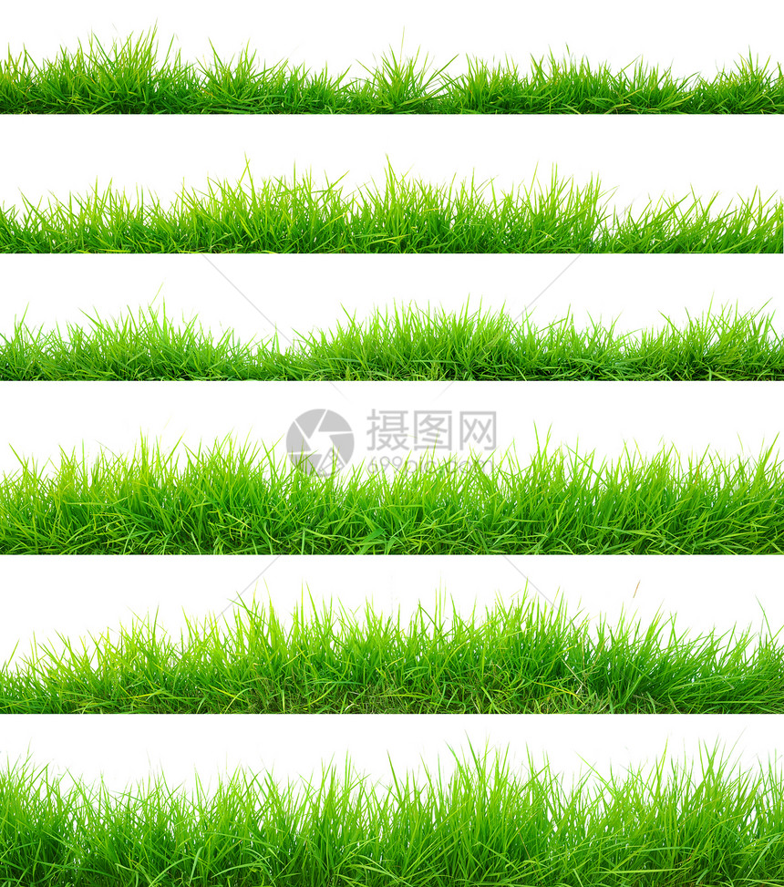 青草环境植物场地草皮绿色草叶图片