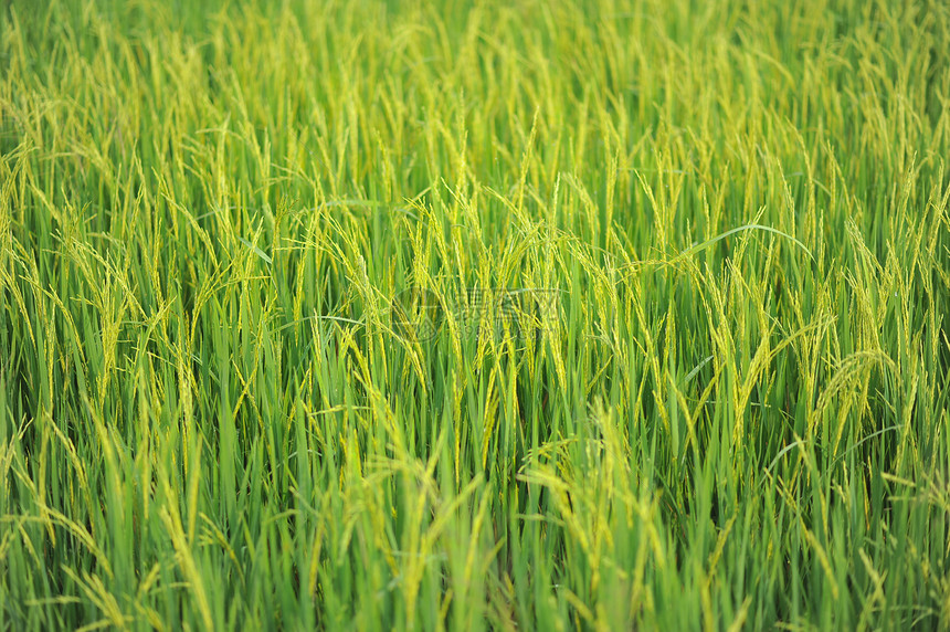 大米农场稻田食物绿色场地谷类背景生长环境植物庄稼图片