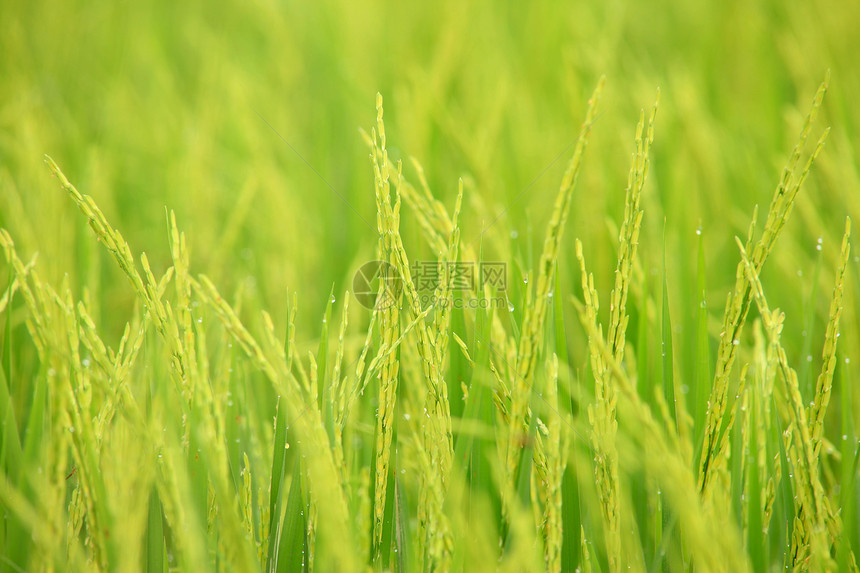大米农场绿色植物食物稻田环境生长庄稼场地谷类背景图片