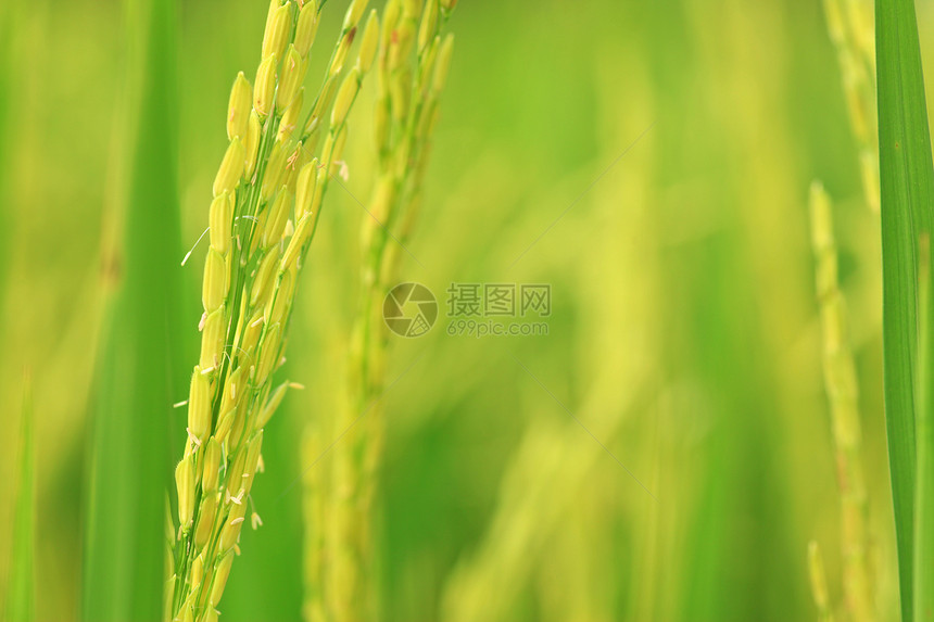 大米农场食物场地植物绿色环境背景稻田庄稼谷类生长图片