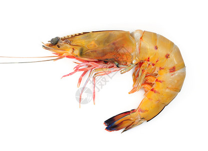 虾食物珍宝动物生食黄色海鲜甲壳背景图片