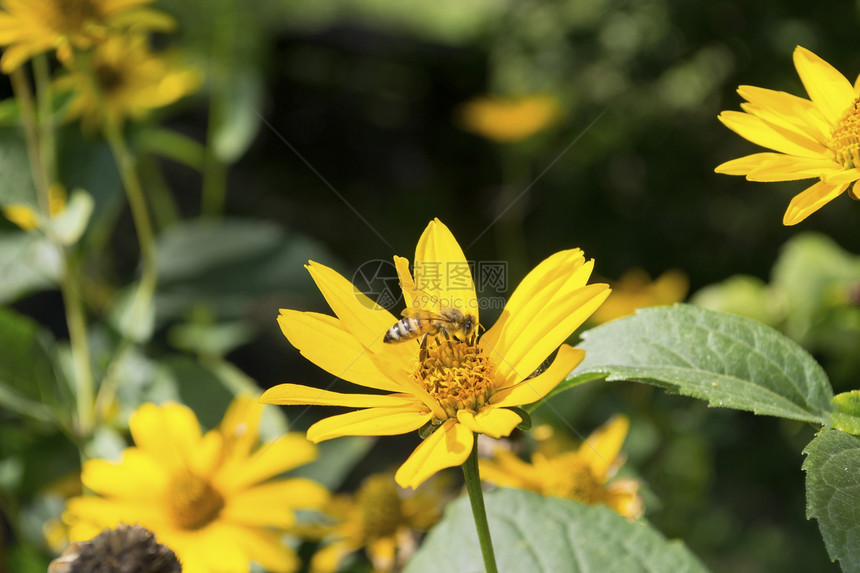 黄色花朵3上的蜜蜂图片