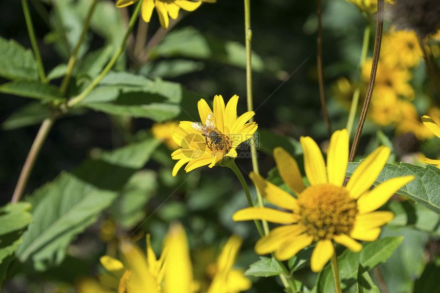 黄花上的蜜蜂 2图片