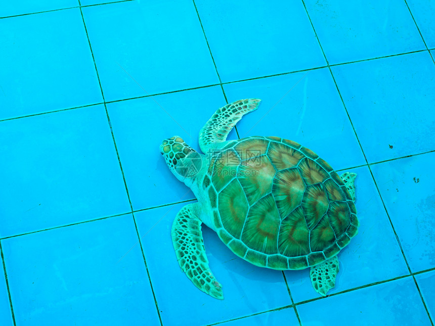 绿海龟或雪洛尼亚神话海洋爬虫乌龟海龟动物图片