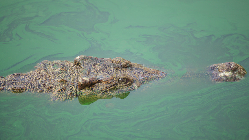 绿池塘中的鳄鱼动物绿色陷阱图片