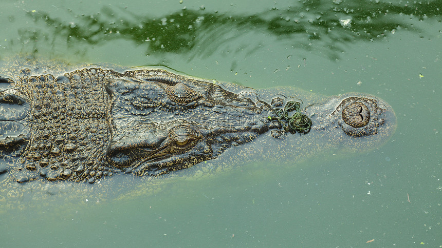 绿池塘中的鳄鱼动物陷阱绿色图片