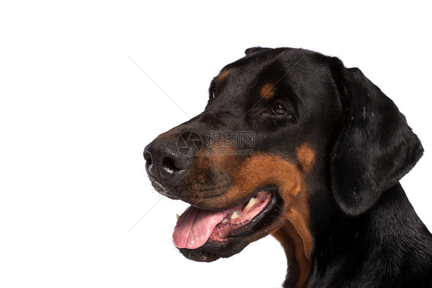 多伯曼犬狗肖像黑色警卫工作室动物短毛小狗女性忠诚哺乳动物猎犬图片