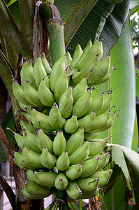 树上绿色香蕉天性国家食物水果农村农业背景图片