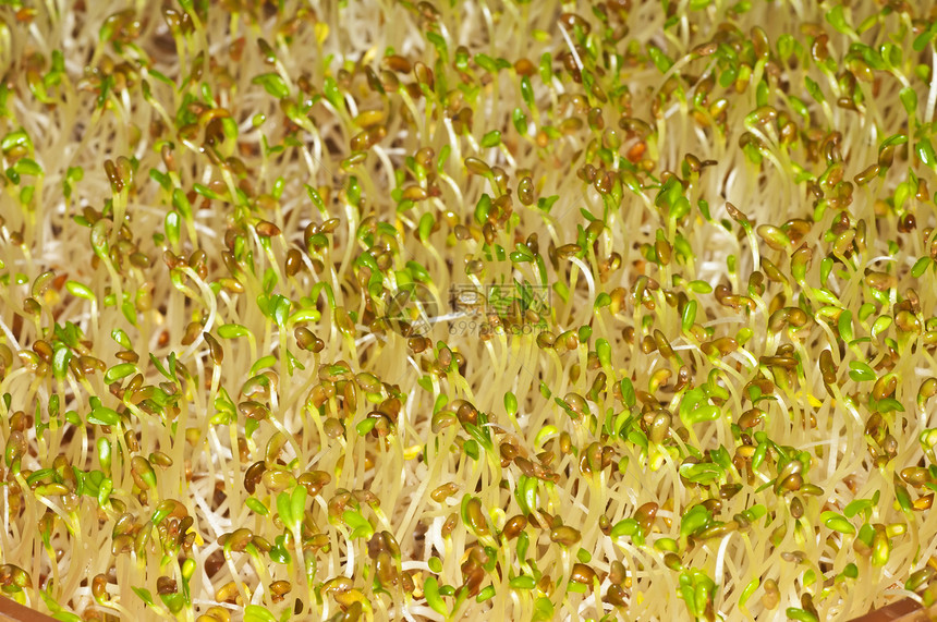 发芽沙拉叶绿素病菌豆芽宏观食物绿色生长图片