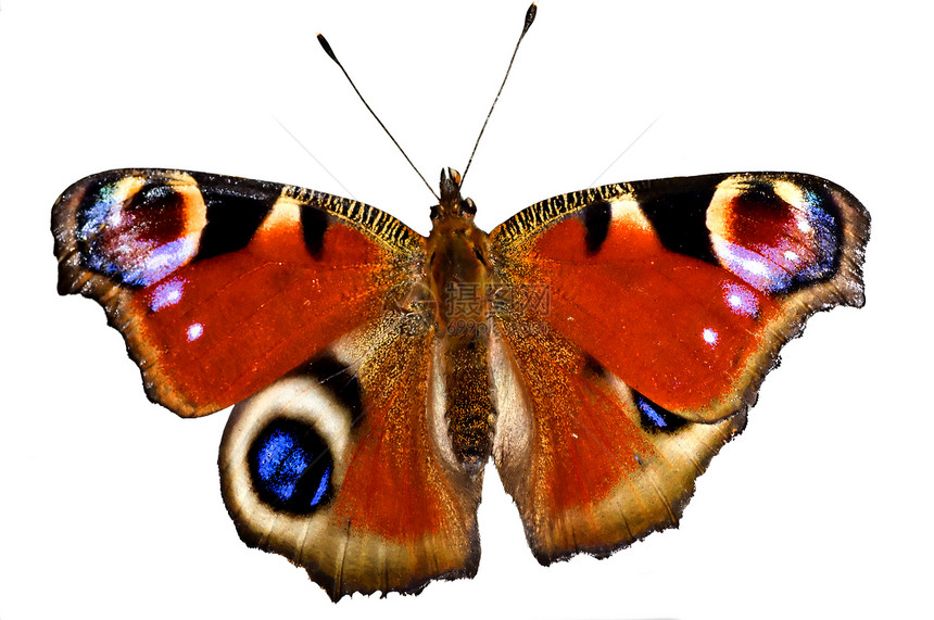 涂漆的女士宏观白色昆虫蝴蝶孔雀野生动物图片