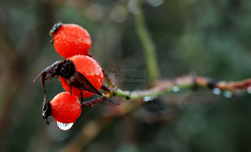 秋天玫瑰臀果(Rosaceae)图片