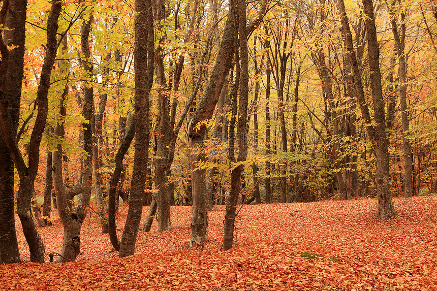 秋林 阳光明媚的一天植物风景森林金子季节植物群公园橙子农村小路图片