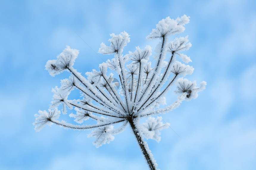 冬季风景雪堆仙境白色旅行天空雪花森林树木蓝色场景图片