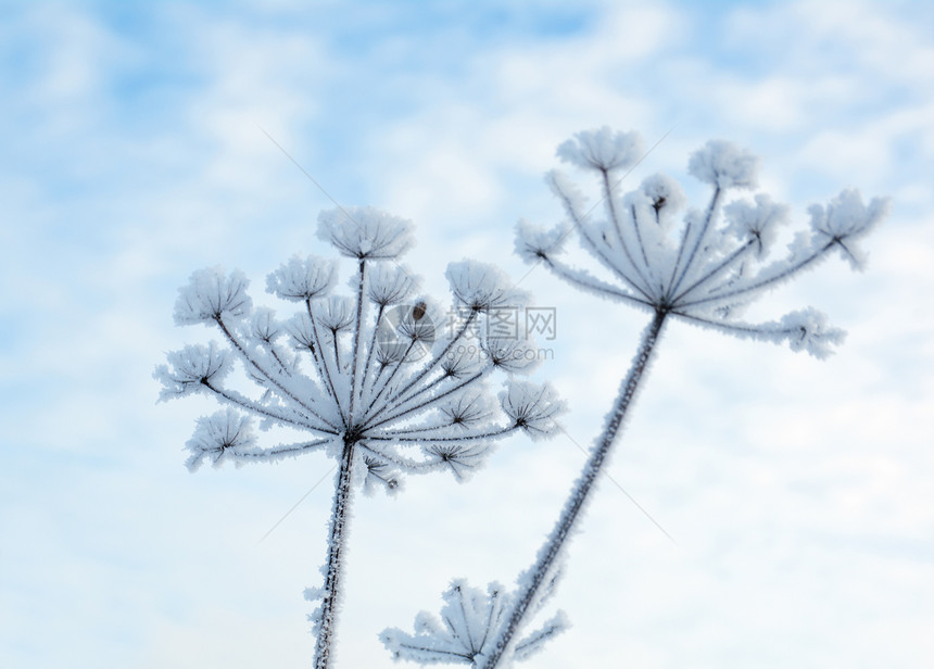 冬季风景树木仙境旅行天空季节雪堆森林雪花场景蓝色图片