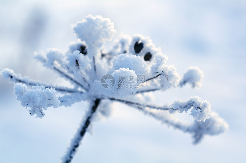冬季风景旅行天空季节树木森林仙境雪堆蓝色白色雪花图片