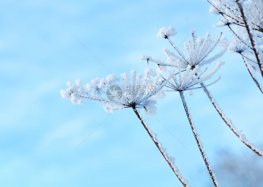 冬季风景场景旅行雪堆白色仙境蓝色天空树木雪花季节图片