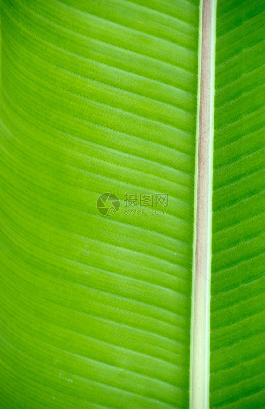 叶子戏剧性脉络宏观生活植物群环境绿色植物线条光合作用图片