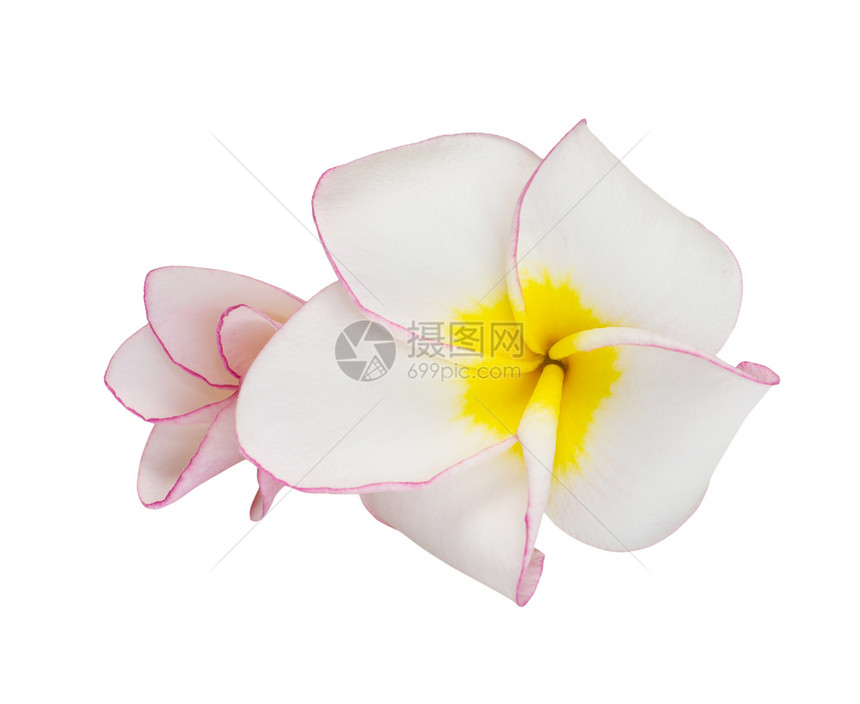 花朵freangipani白色鸡蛋花公园植物香水热带亚热带异国黄色情调图片