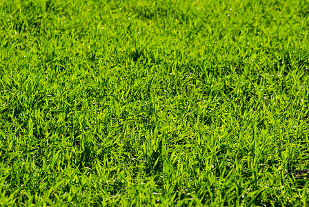 草根纹理活力绿色植物生长草地背景图片