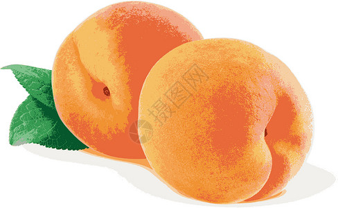 两颗桃子两颗美味的桃子放在桌上插画