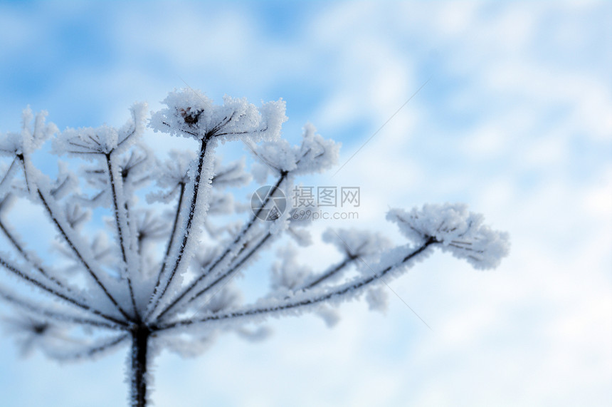 冬季风景场景雪堆旅行雪花森林季节树木白色天空蓝色图片