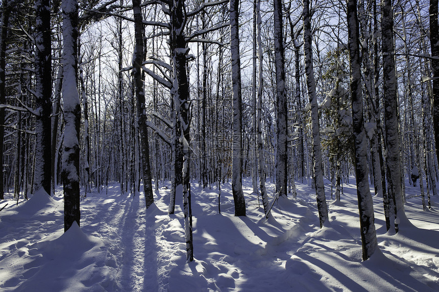 冬季场景荒野天气树木降雪暴风雪雪堆木头美丽雪花踪迹图片