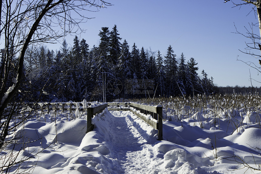 冬季场景季节树木公园森林薄片雪花天气人行道雪堆国家图片