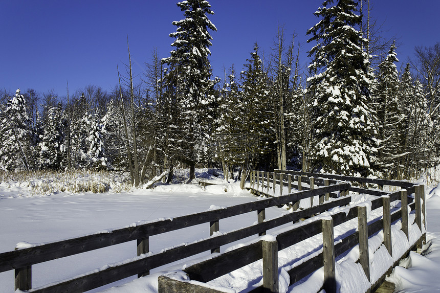 冬季场景森林树木国家雪堆荒野薄片降雪木头公园美丽图片