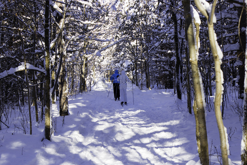 冬季场景风景国家树木美丽荒野森林暴风雪木头降雪雪花图片
