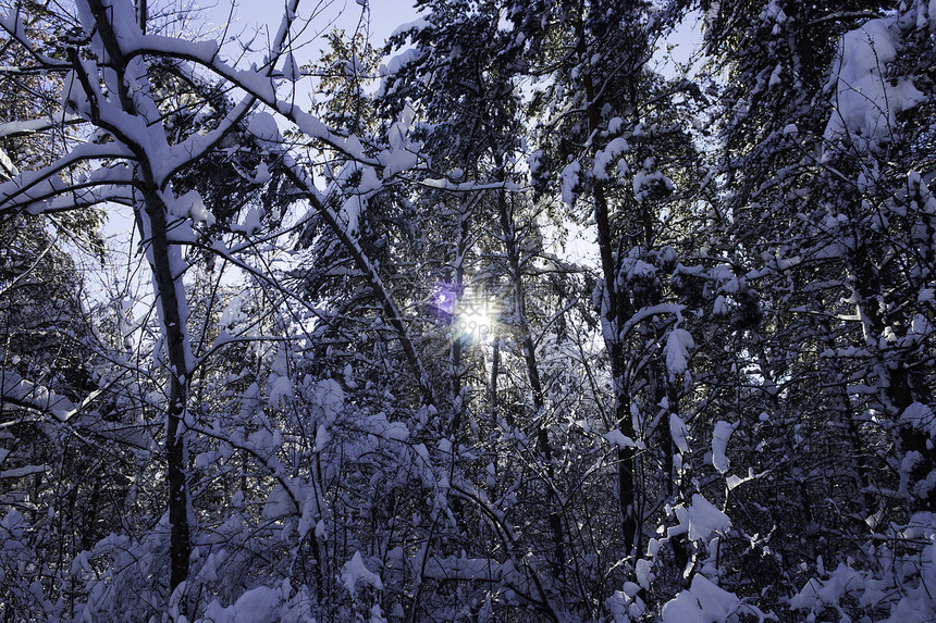 冬季场景树木阳光风景踪迹暴风雪公园美丽天气雪花太阳图片