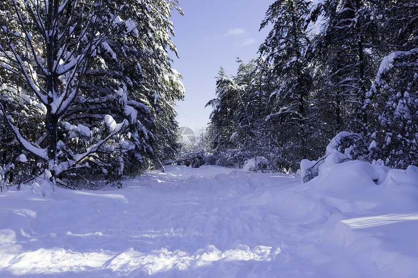 冬季场景风景季节冻结木头森林天气雪花国家荒野薄片图片