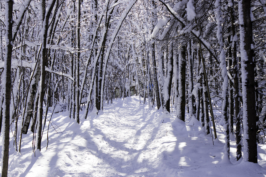 冬季场景踪迹冻结美丽公园季节降雪风景树木寒冷暴风雪图片