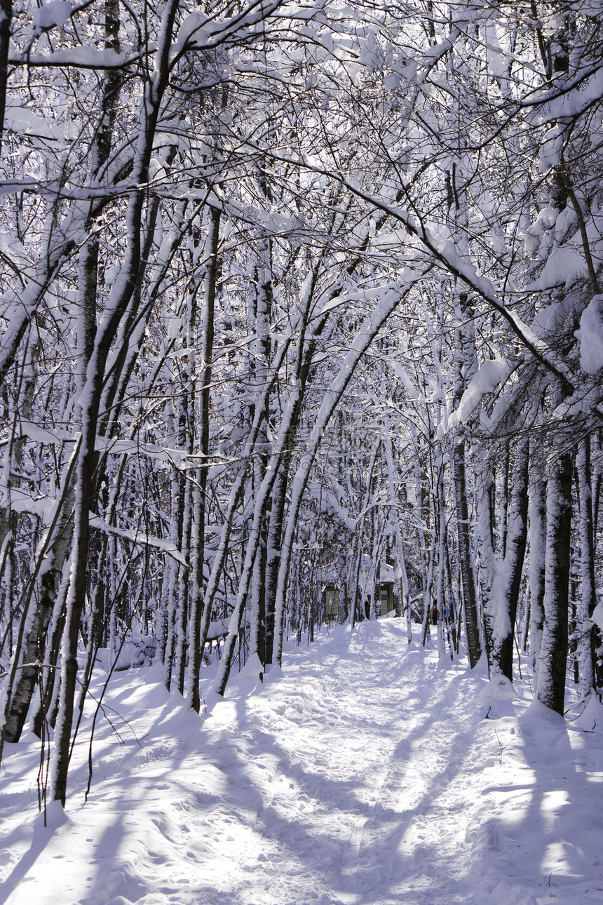 冬季场景树木美丽踪迹森林国家暴风雪雪花木头季节薄片图片