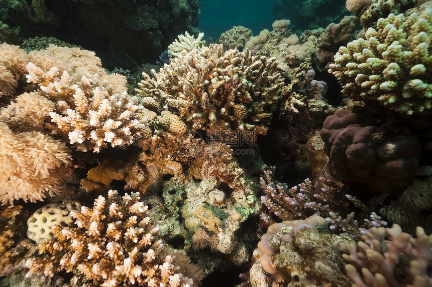 红海的鱼类和热带珊瑚礁潜水场景天堂情调盐水阳光珊瑚海景异国射线图片