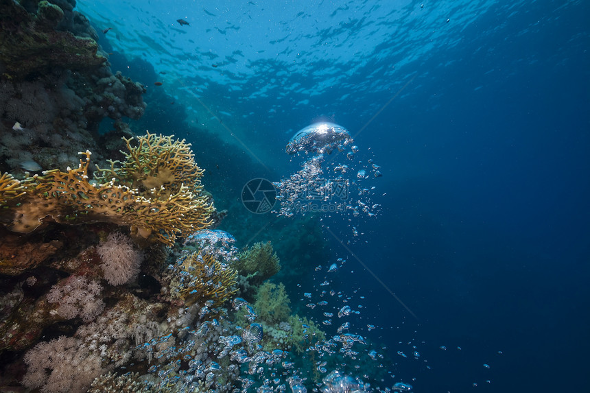 红海的气泡和热带珊瑚礁图片