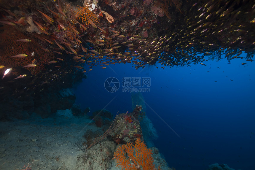 红海的巡洋舰和热带珊瑚礁盐水海洋情调植物珊瑚蓝色异国生活射线阳光图片